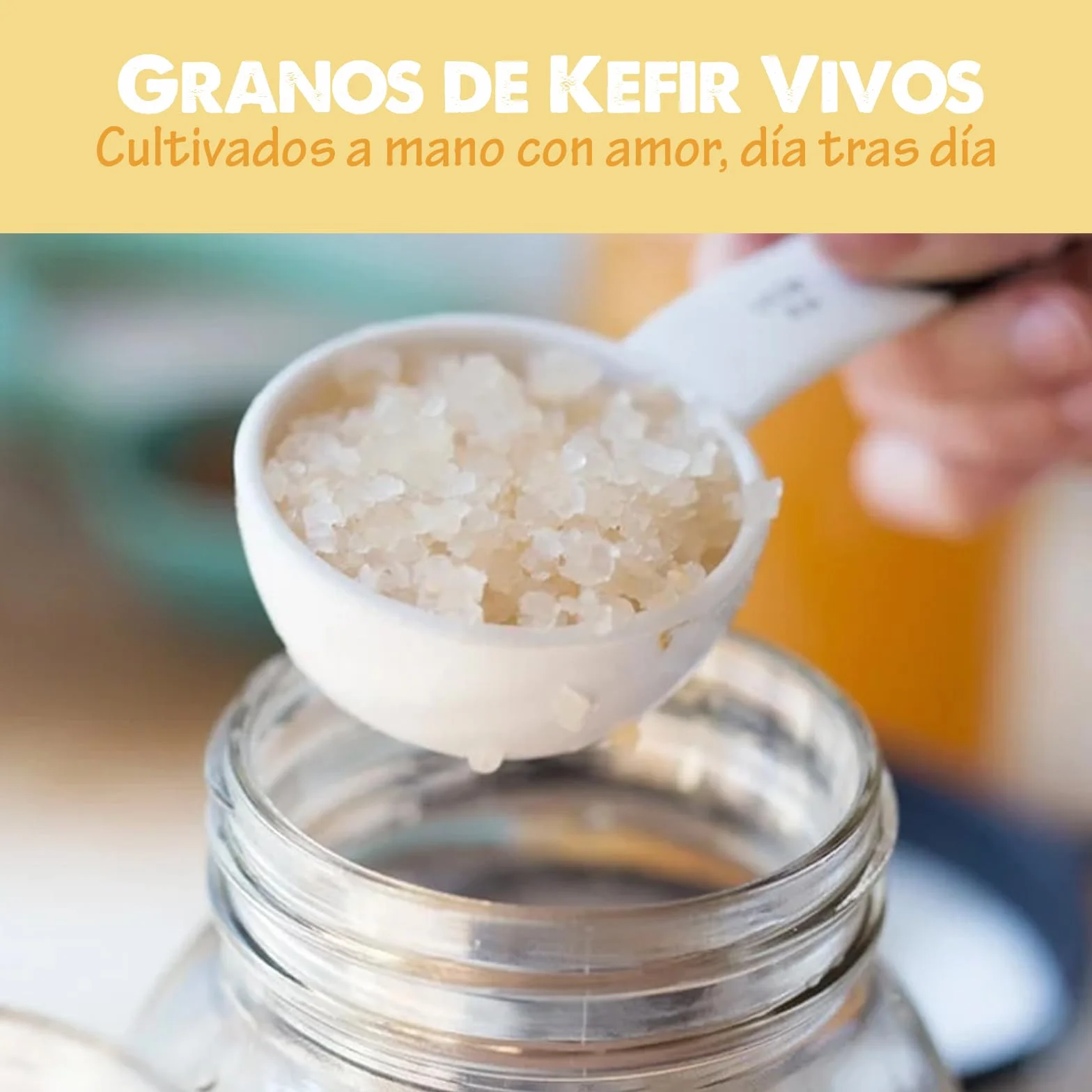 Hongo/Nódulos Frescos de Kéfir de Agua + Instrucciones + Recetas + Ayuda y Asesoramiento en español - OH MY KÉFIR®